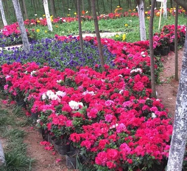 花田广兴宝塔浪漫樱花园