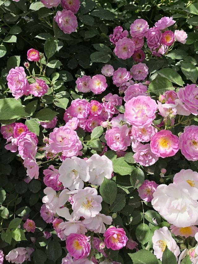 大兴世界月季主题园