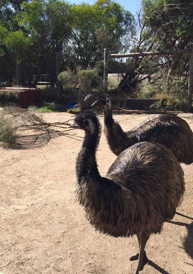 悉尼野生动物园