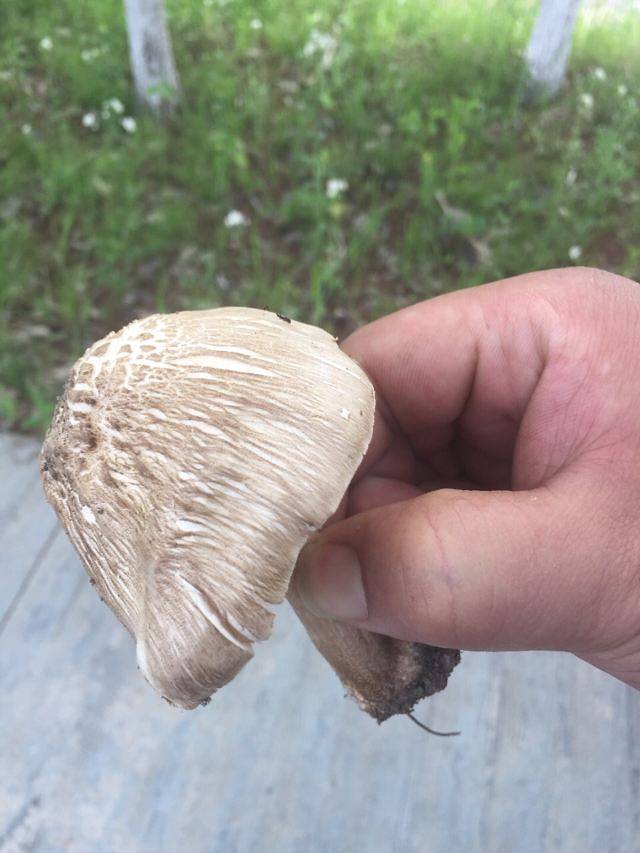 古淮河文化生态景区