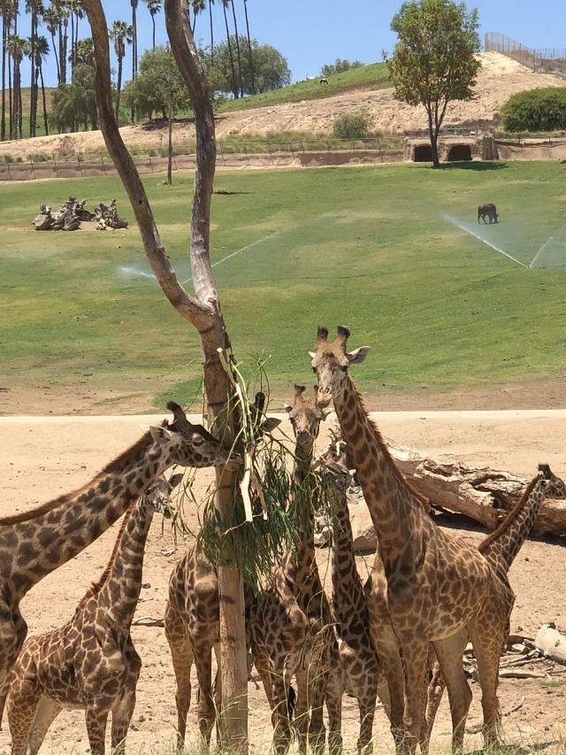 圣地亚哥动物园