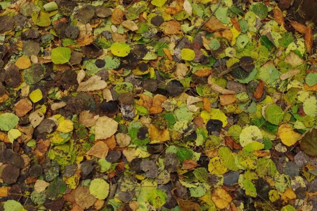 白草洼国家森林公园