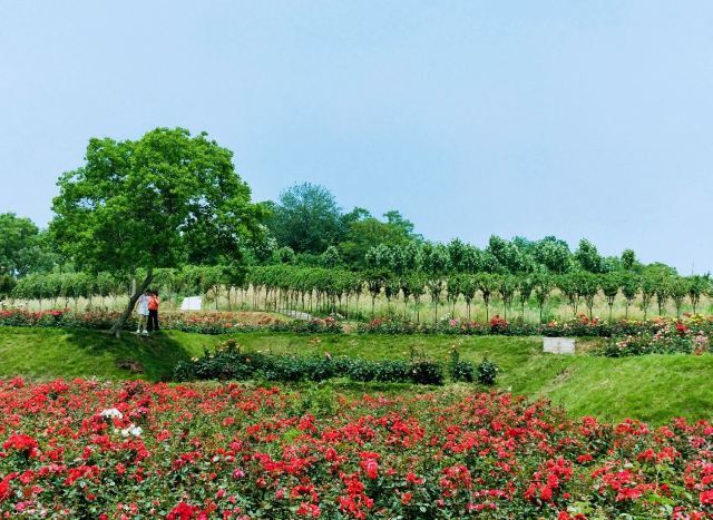 木兰玫瑰园