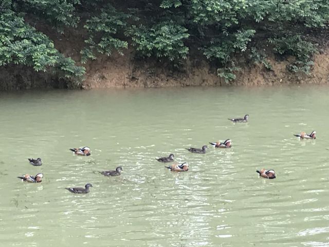 鸳鸯湖公园