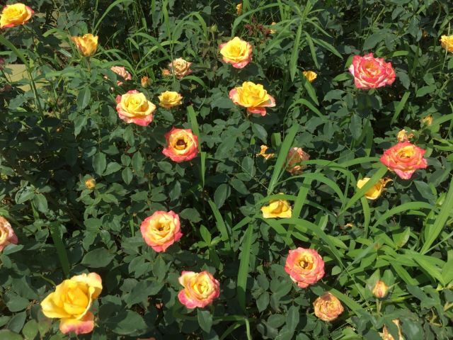 东林牧歌世界月季博览园