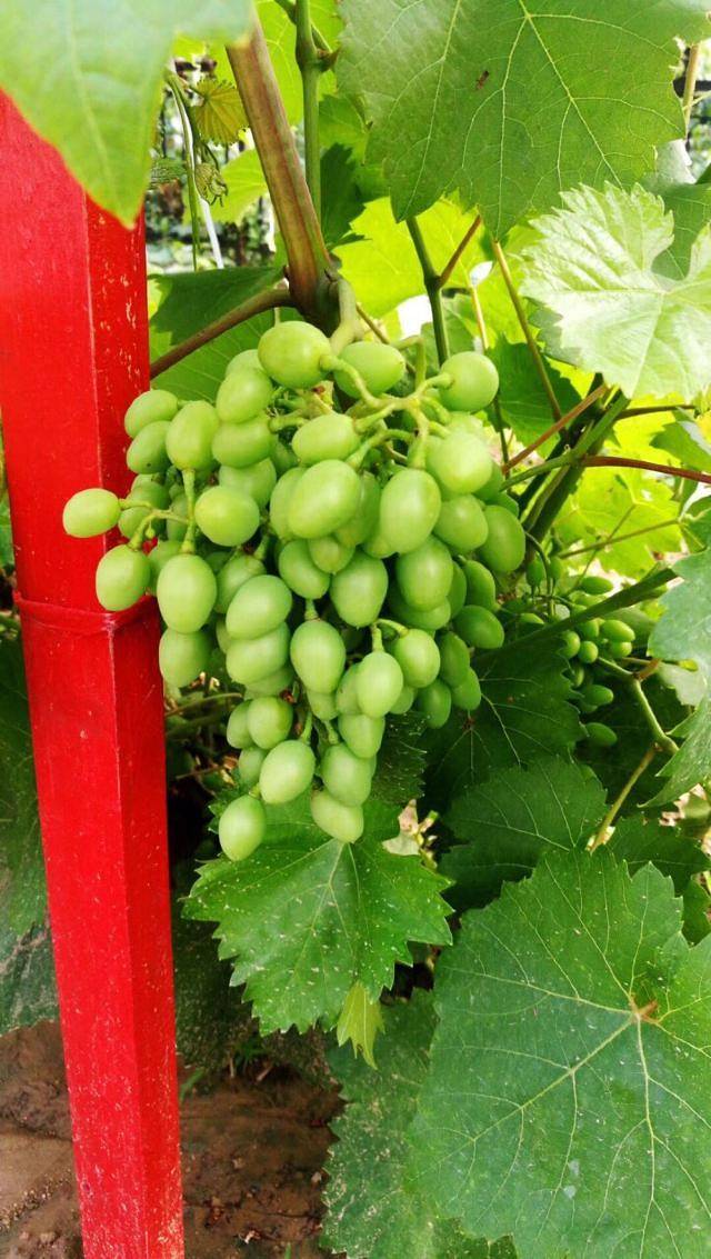 寿光林海生态博览园