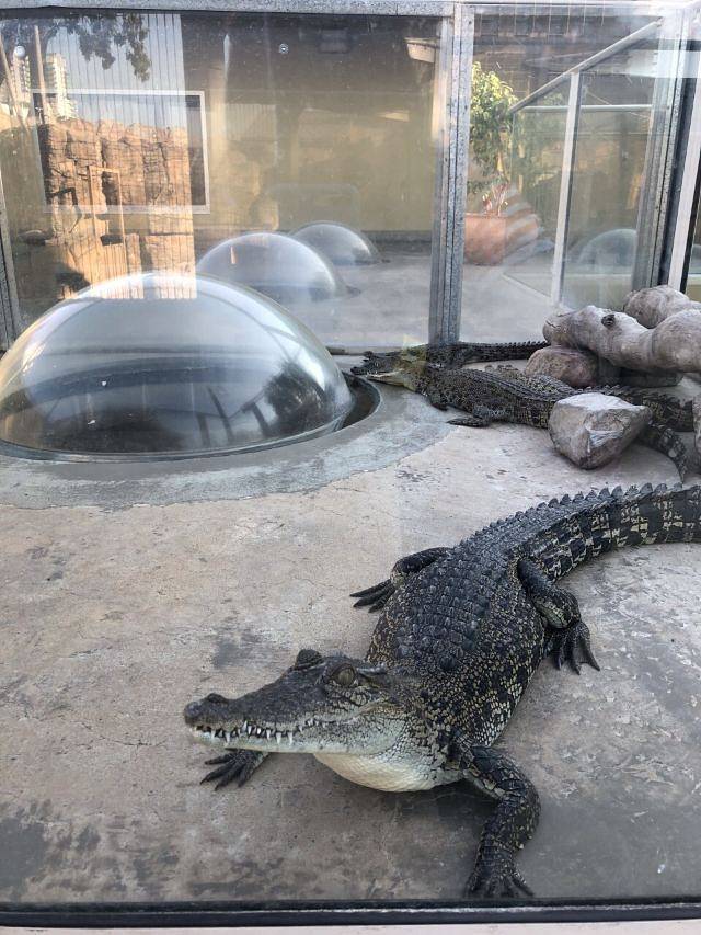 可可洛思鳄鱼湾主题公园