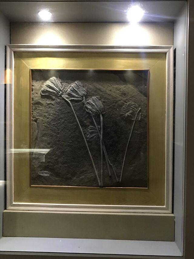 关岭化石群国家地质公园