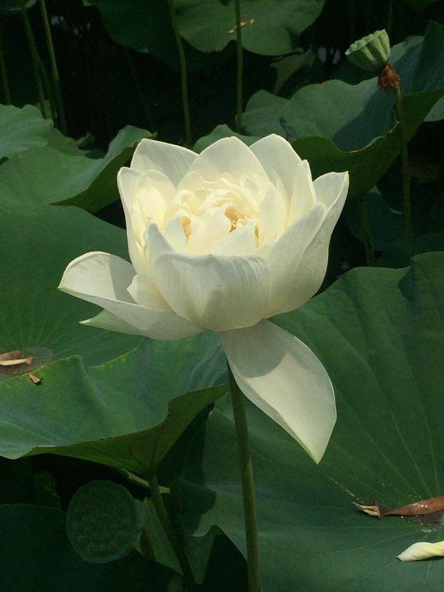 莲花池公园嘉年华