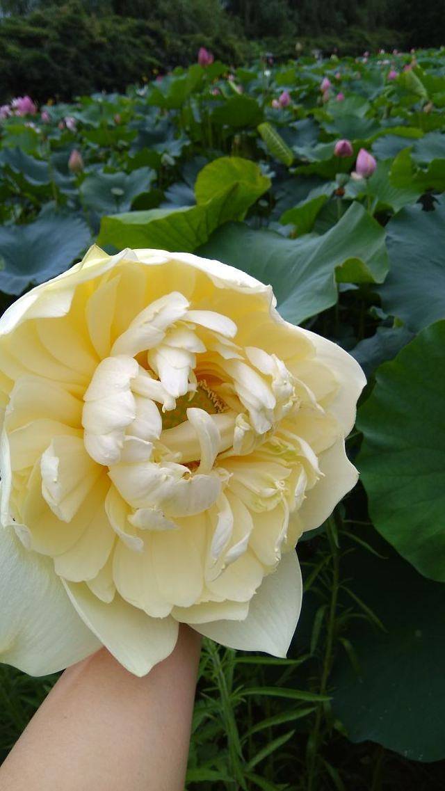 宝应湖国家湿地公园