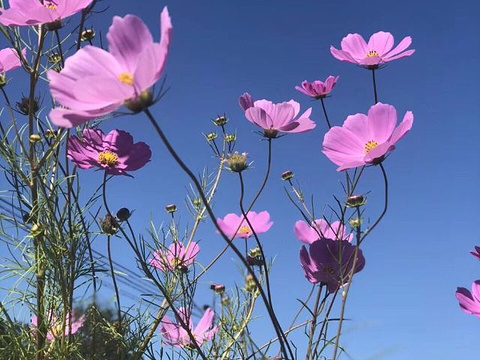 21四季花海 旅游攻略 门票 地址 问答 游记点评 延庆旅游旅游景点推荐 去哪儿攻略