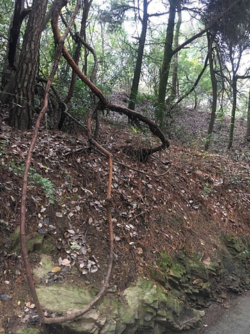 "我们都买东湖几个花园的年票，全年可以进入，当逢盛开的季节景色美极了！特别提醒大家，绿道全程免费_东湖樱花园"的评论图片