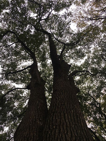 "我们都买东湖几个花园的年票，全年可以进入，当逢盛开的季节景色美极了！特别提醒大家，绿道全程免费_东湖樱花园"的评论图片