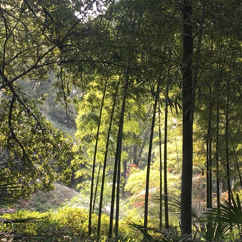 "我们都买东湖几个花园的年票，全年可以进入，当逢盛开的季节景色美极了！特别提醒大家，绿道全程免费_东湖樱花园"的评论图片