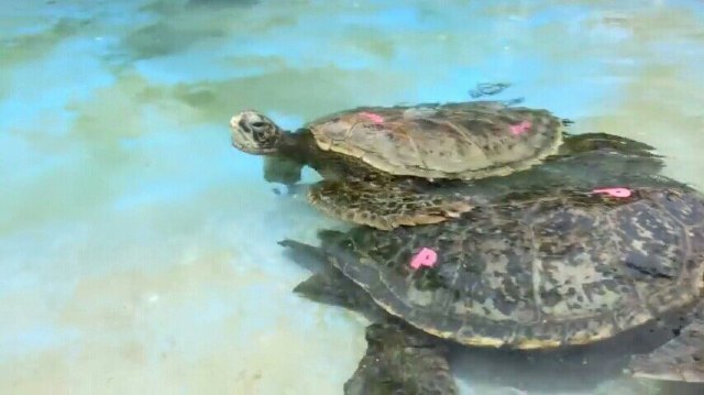 夏威夷海洋生物公园