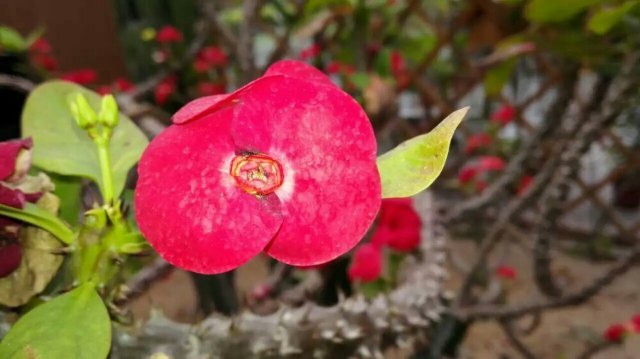 花卉园艺展示馆