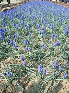 合肥植物园旅游景点攻略图