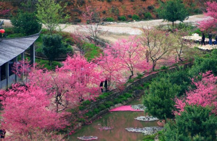 樱花谷已成为广东规模最大品种最多的樱花观赏地也是广东省第一个以