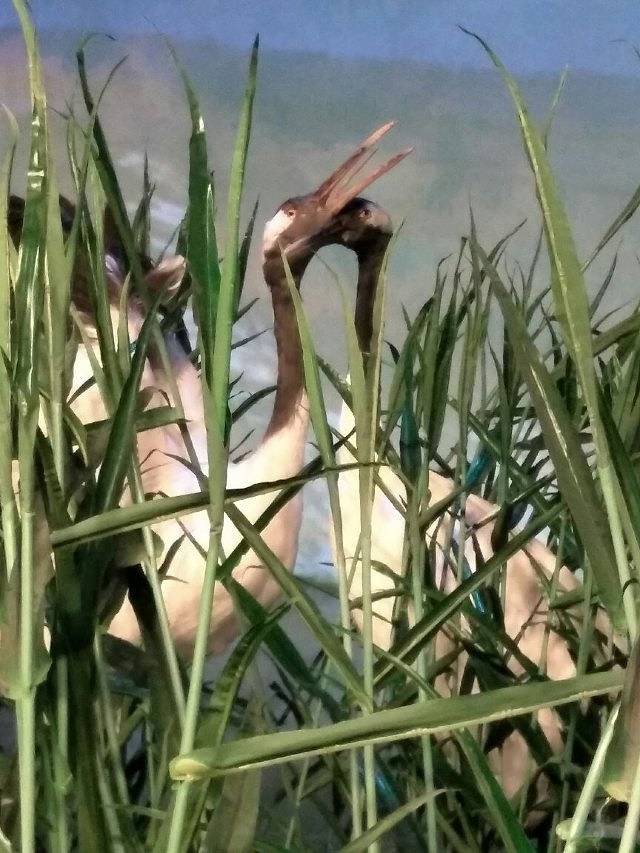 河北首届园林博览会