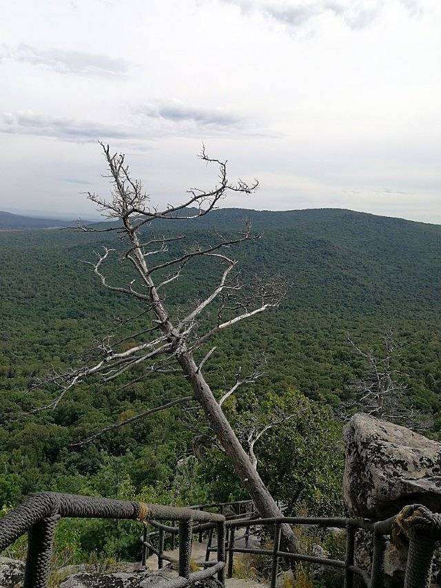 鸡冠山森林公园