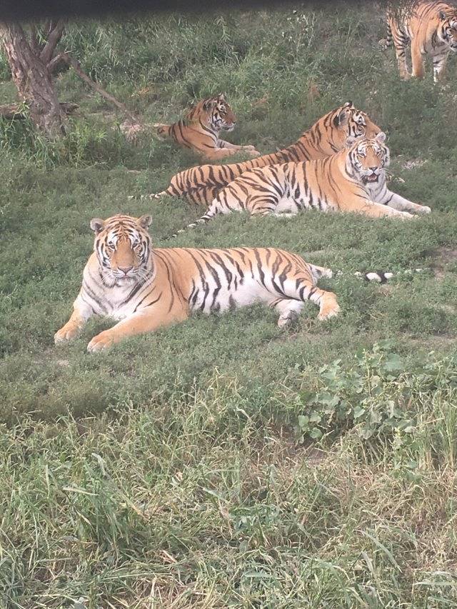 黑龙江虎林园国际马戏城