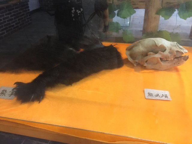 丽江雪山猎鹰谷景区