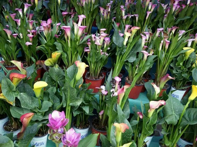 乡鸭湖欢乐王国