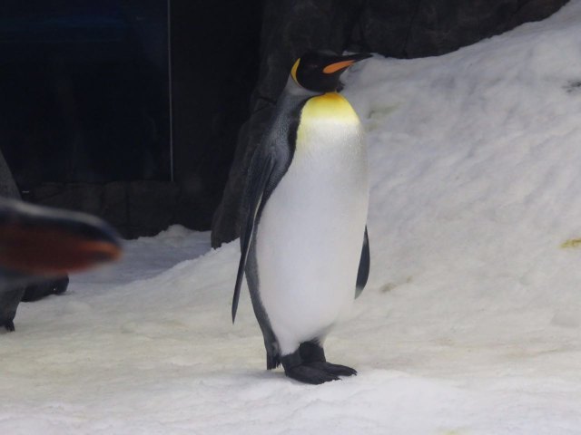 悉尼野生动物园