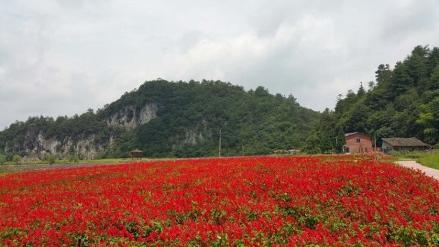 花坝旅游度假区