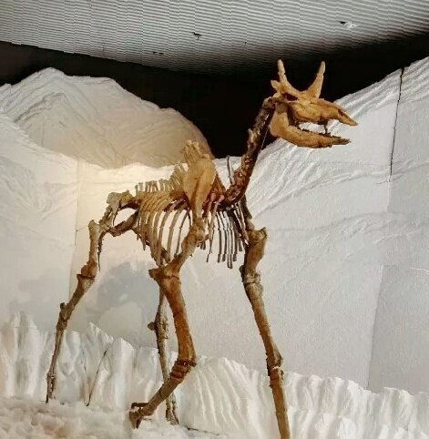 昌吉恐龙博物馆