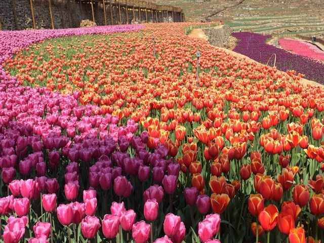 凉都花海温泉旅游度假区