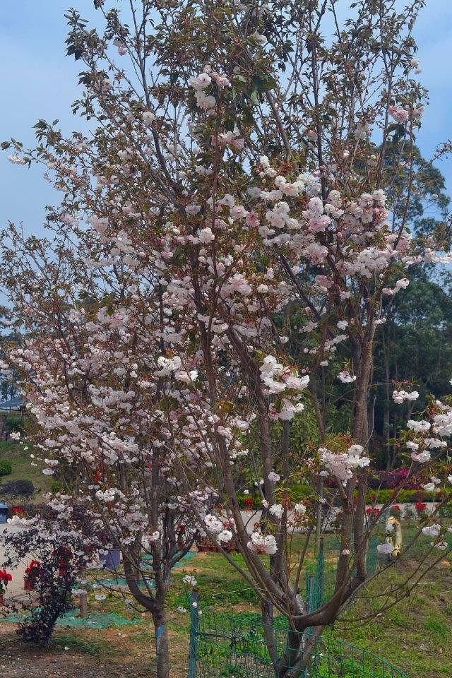花果山芳香小镇