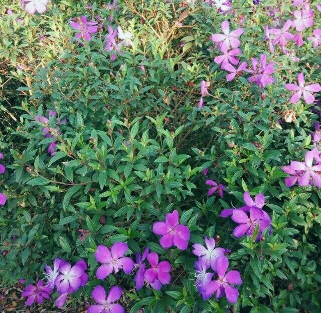 龙架山森林公园