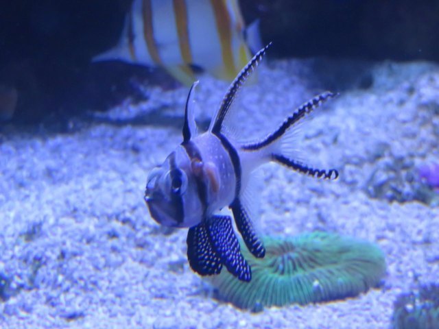 悉尼野生动物园