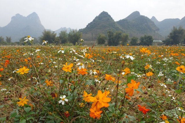 德天老木棉景区