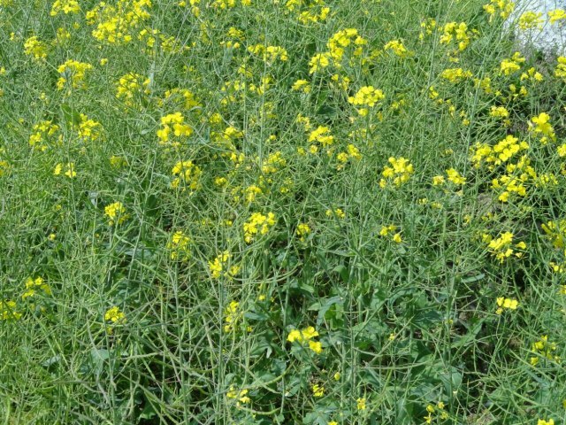 桐乡红杉邨景区