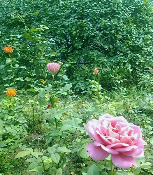 中国有机生活公园