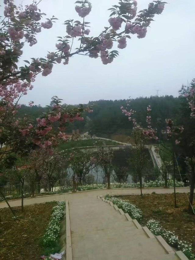 绵阳盛世樱花悠乐谷