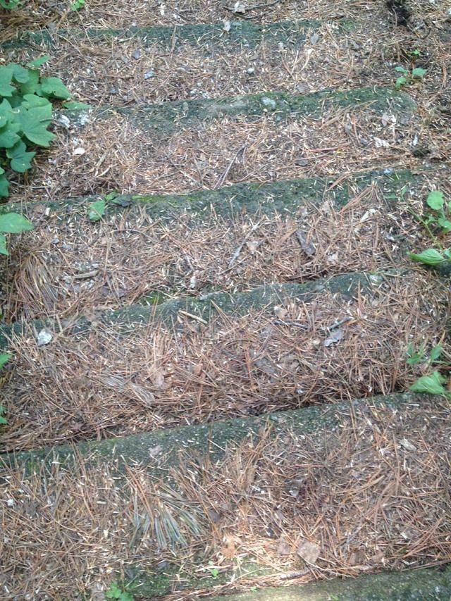 小东沟原始森林