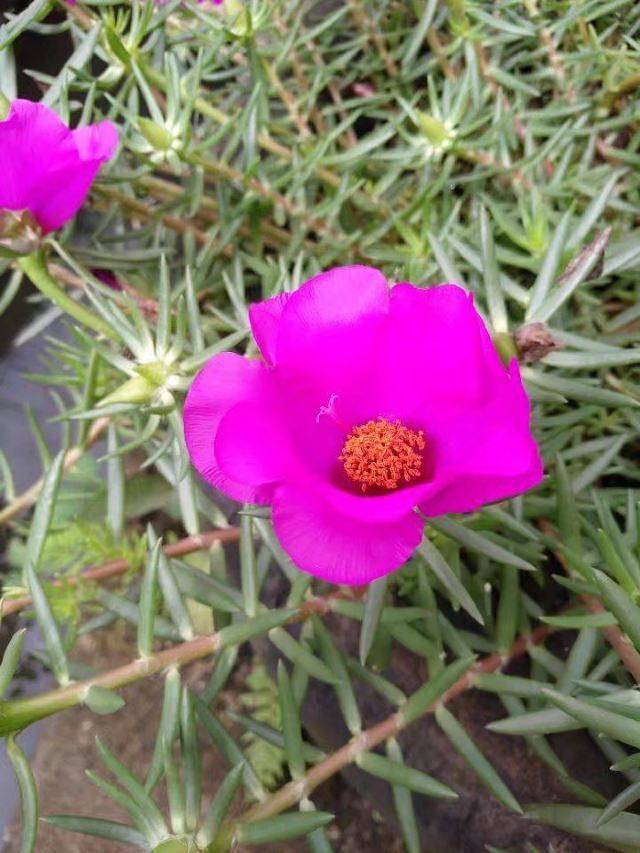 花芊谷农业科技园