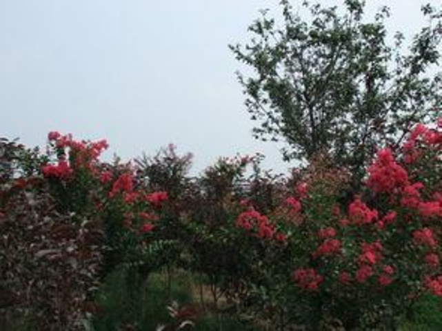 "梦幻花都主题花，海市蜃楼百花园。花样年华年年新，幸福生活千万年。动感地带超时空，童男童女娱乐园_泰山花样年华"的评论图片