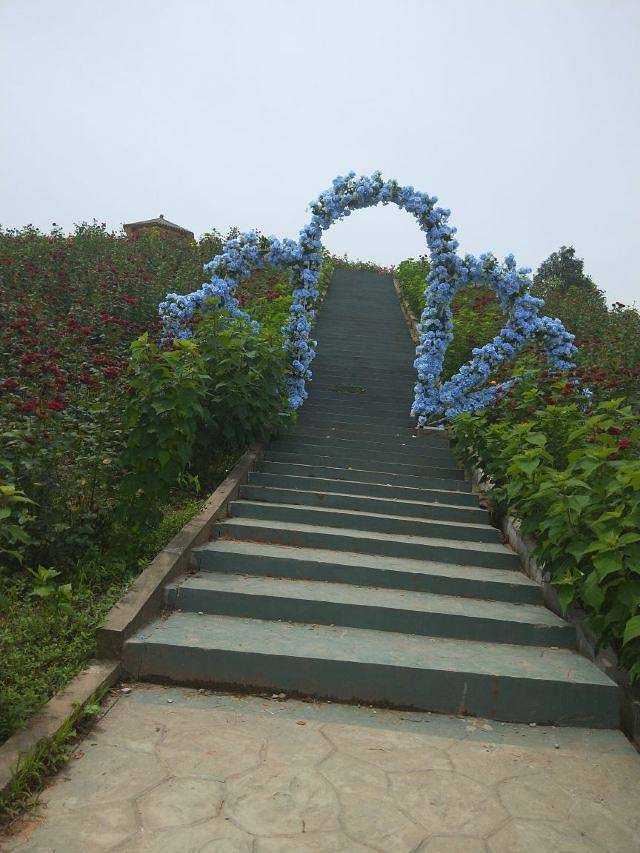 百万玫瑰成长田园