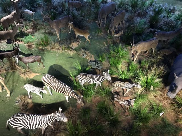 横店圆明新园·皇家实景动物王国