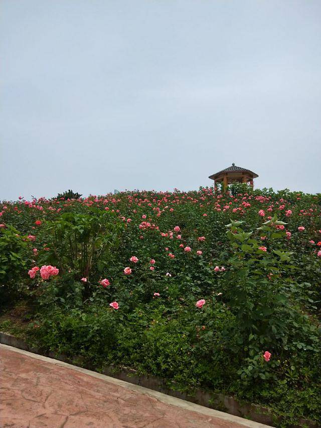 百万玫瑰成长田园