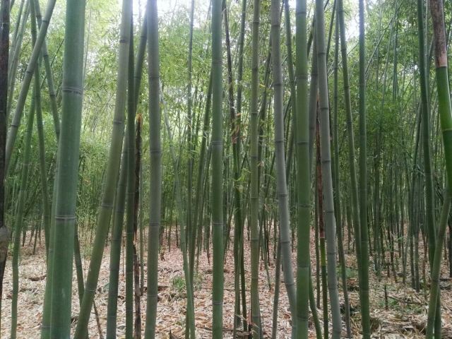 终南山古楼观历史文化景区