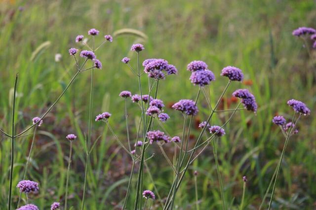 洛阳薰衣草庄园