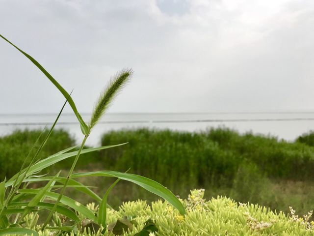 合肥滨湖国家森林公园