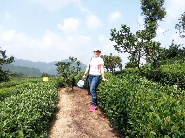 大木山茶园景区