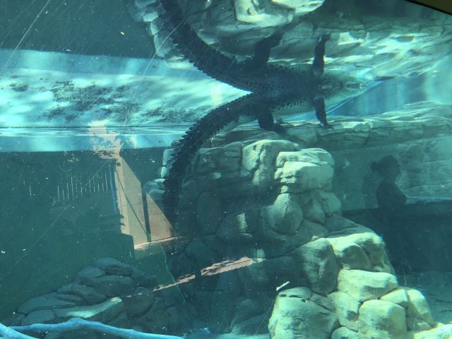 可可洛思鳄鱼湾主题公园