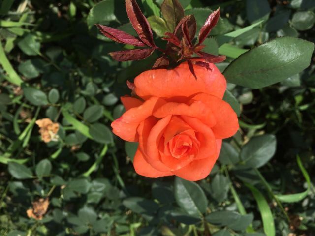 东林牧歌世界月季博览园